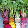 Red tropical vegetable  radish beetroot seeds